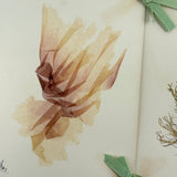 SOLD Four Panel Victorian Sea Moss Specimen Collection, Rockport, Mass.