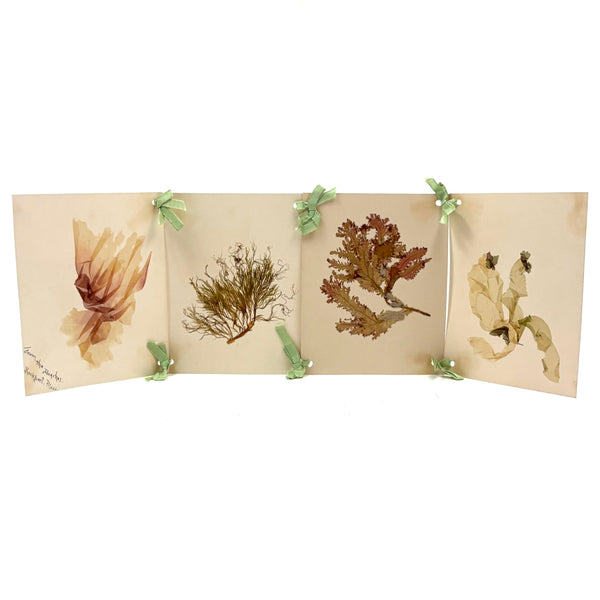 SOLD Four Panel Victorian Sea Moss Specimen Collection, Rockport, Mass.