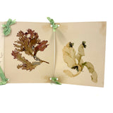 SOLD Four Panel Victorian Sea Moss Specimen Collection, Rockport, Mass.