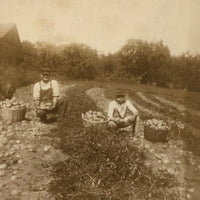 Potato Pickers (with Excellent Baskets), Hall's Farm, Westmoreland, NH Old Snapshot Photo