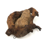 Man of the Wood, Great Old Dramatically Encircled Carved Burl Face