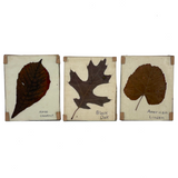 Lovely Set of Three Early 1900s Pressed and Labeled Leaves, Original Mounts, Behind Glass