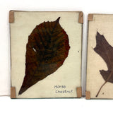 Lovely Set of Three Early 1900s Pressed and Labeled Leaves, Original Mounts, Behind Glass