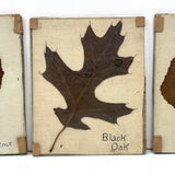 Lovely Set of Three Early 1900s Pressed and Labeled Leaves, Original Mounts, Behind Glass