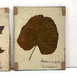 Lovely Set of Three Early 1900s Pressed and Labeled Leaves, Original Mounts, Behind Glass
