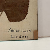 Lovely Set of Three Early 1900s Pressed and Labeled Leaves, Original Mounts, Behind Glass