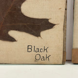 Lovely Set of Three Early 1900s Pressed and Labeled Leaves, Original Mounts, Behind Glass