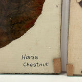 Lovely Set of Three Early 1900s Pressed and Labeled Leaves, Original Mounts, Behind Glass