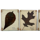 Lovely Set of Three Early 1900s Pressed and Labeled Leaves, Original Mounts, Behind Glass