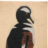 Very Very Last of the Old Birdlover's Watercolors: Hooded Merganser