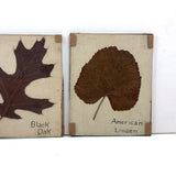 Lovely Set of Three Early 1900s Pressed and Labeled Leaves, Original Mounts, Behind Glass