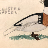 Very Last of the Old Birdlover's Watercolors: Hooded Merganser