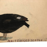 Very Last of the Old Birdlover's Watercolors: White-Wiged (sic) Scoter