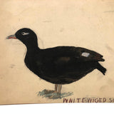 Very Last of the Old Birdlover's Watercolors: White-Wiged (sic) Scoter