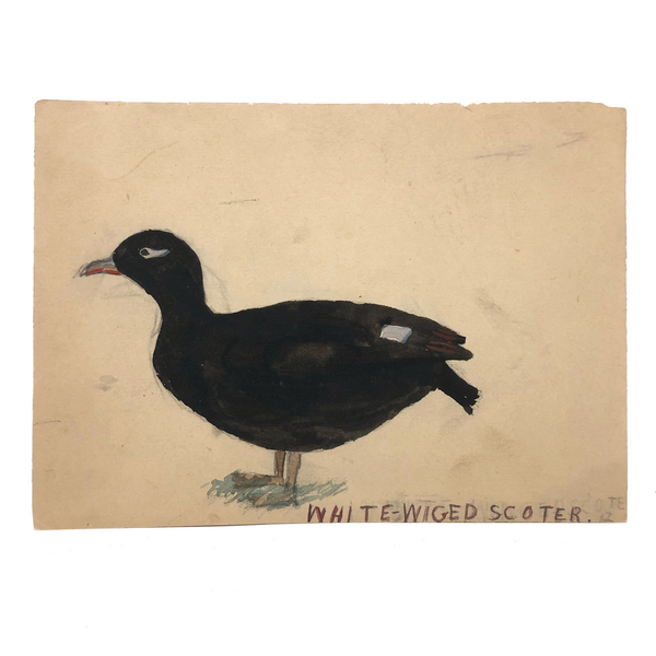 Very Last of the Old Birdlover's Watercolors: White-Wiged (sic) Scoter