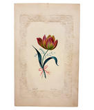 Fancy Tulip on Paper Lace, Lovely Monogrammed Watercolor on Embossed Card, c. 1840s, Boston