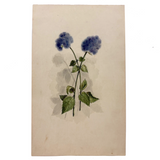 Blue Ageratum with Shadows, Delicate and Moody Antique Watercolor