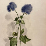 Blue Ageratum with Shadows, Delicate and Moody Antique Watercolor