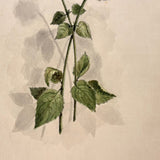 Blue Ageratum with Shadows, Delicate and Moody Antique Watercolor