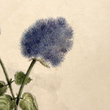 Blue Ageratum with Shadows, Delicate and Moody Antique Watercolor