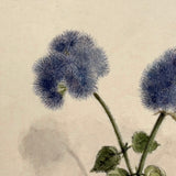 Blue Ageratum with Shadows, Delicate and Moody Antique Watercolor