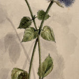 Blue Ageratum with Shadows, Delicate and Moody Antique Watercolor