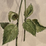 Blue Ageratum with Shadows, Delicate and Moody Antique Watercolor