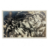 Birds in Nest with Beaks Up, Lovely Old Real Photo Postcard