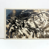 Birds in Nest with Beaks Up, Lovely Old Real Photo Postcard