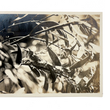 Birds in Nest with Beaks Up, Lovely Old Real Photo Postcard