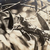 Birds in Nest with Beaks Up, Lovely Old Real Photo Postcard