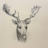 Buck with Bright Eyes and Soaring Antlers, Beautifully Rendered 19th Century Graphite Drawing