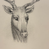 Buck with Bright Eyes and Soaring Antlers, Beautifully Rendered 19th Century Graphite Drawing