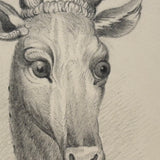 Buck with Bright Eyes and Soaring Antlers, Beautifully Rendered 19th Century Graphite Drawing