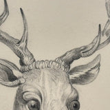 Buck with Bright Eyes and Soaring Antlers, Beautifully Rendered 19th Century Graphite Drawing