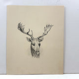 Buck with Bright Eyes and Soaring Antlers, Beautifully Rendered 19th Century Graphite Drawing