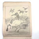 Belle York, Age 10-11, 1885-86 Sketchbook with Far-ranging Graphite Drawings, Elmira, NY