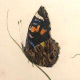 Red Admirals, 19th Century Ink and Watercolor Butterflies