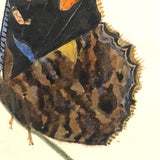 Red Admirals, 19th Century Ink and Watercolor Butterflies