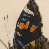 Red Admirals, 19th Century Ink and Watercolor Butterflies