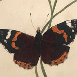 Red Admirals, 19th Century Ink and Watercolor Butterflies