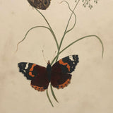 Red Admirals, 19th Century Ink and Watercolor Butterflies
