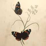 Red Admirals, 19th Century Ink and Watercolor Butterflies