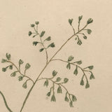 Red Admirals, 19th Century Ink and Watercolor Butterflies