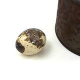 19th Century Tin Cup with Bird's Nest and Spotted Quail Egg, As Found in Maine