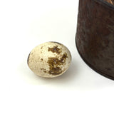 19th Century Tin Cup with Bird's Nest and Spotted Quail Egg, As Found in Maine