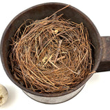 19th Century Tin Cup with Bird's Nest and Spotted Quail Egg, As Found in Maine
