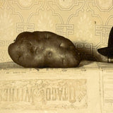 Potato Measured Against Hat and Book, Many Times Excellent 1907 Photograph