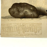 Potato Measured Against Hat and Book, Many Times Excellent 1907 Photograph