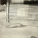 SOLD Boa Having Eaten an Antelope, With Excellent Sleuthy Shadow, Earlyish 20th C. French Photograph
